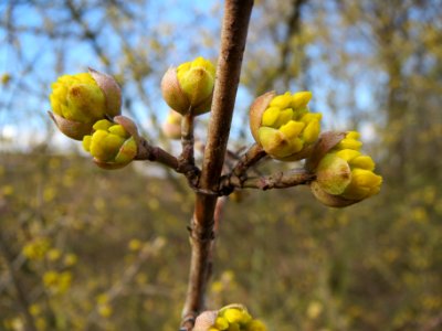 20140216Cornus_mas_Neulussheim1