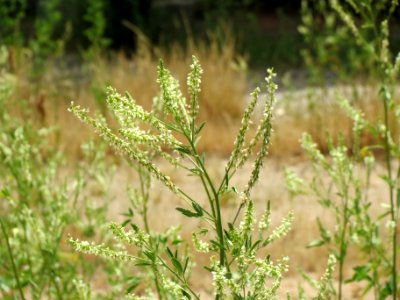 20140614Melilotus_albus