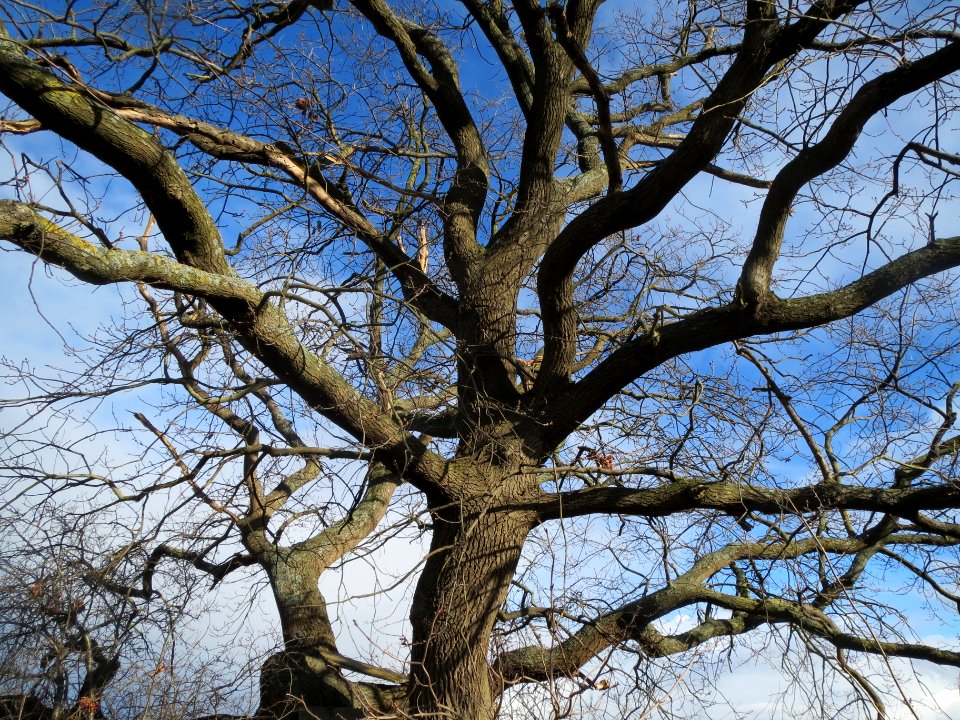 20140209Quercus_robur2