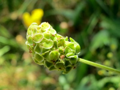 20140613Sanguisorba_minor