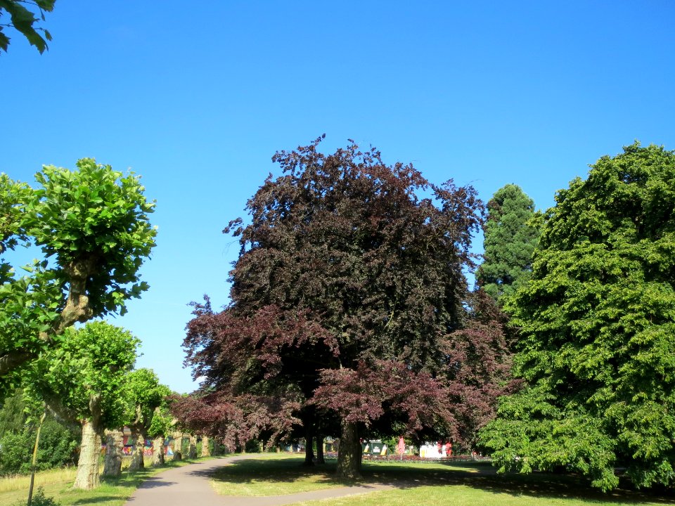 20140618Fagus_sylvatica_Purpurea
