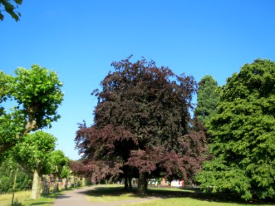 20140618Fagus_sylvatica_Purpurea