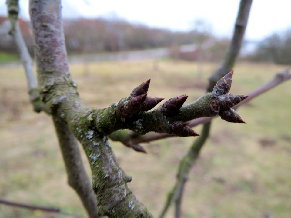 20140203Apfel6