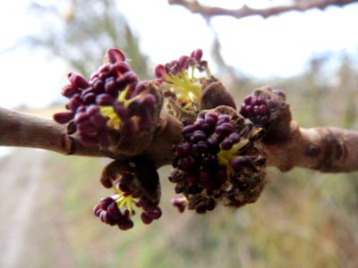 20140207Fraxinus_excelsior4