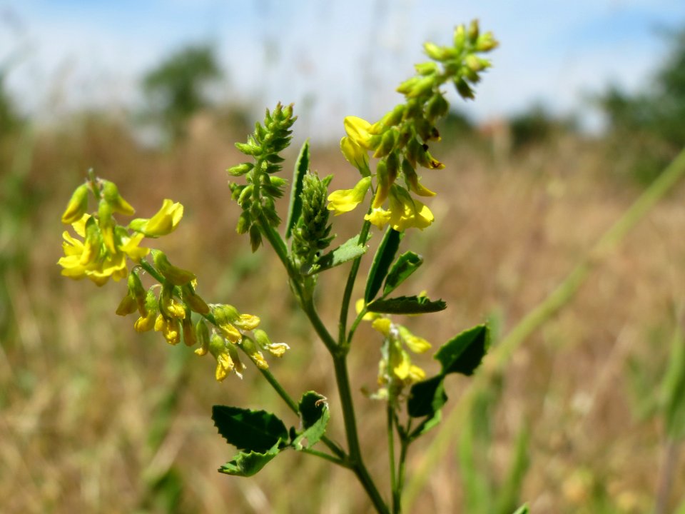 20140613Melilotus_officinalis