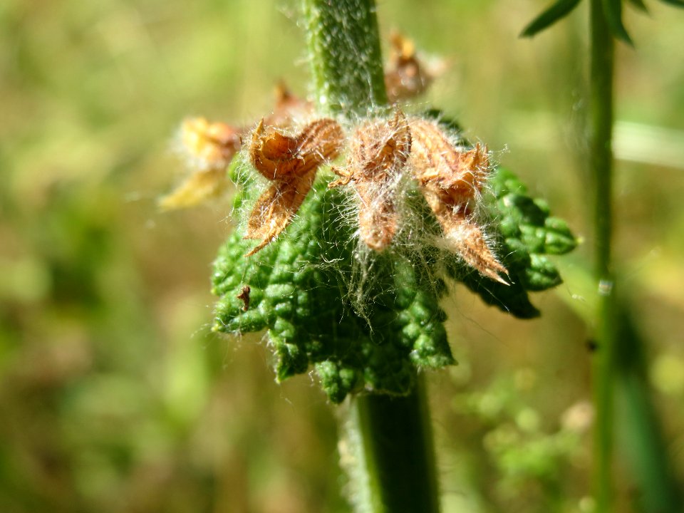 20140613Salvia_pratensis