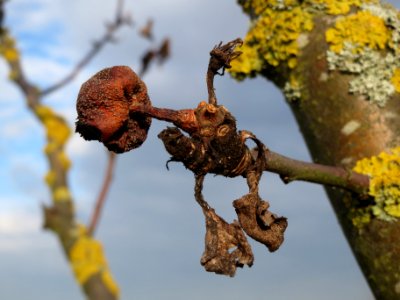 20140204Apfel_Neulussheim3