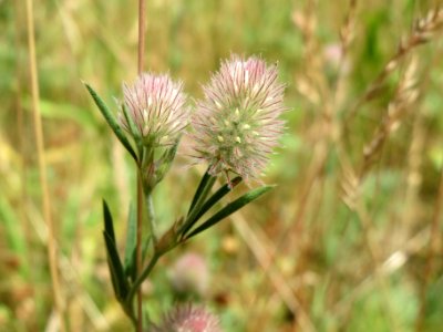 20140613Trifolium_arvense