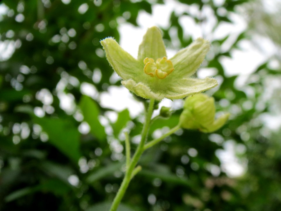 20140614Bryonia_dioica2