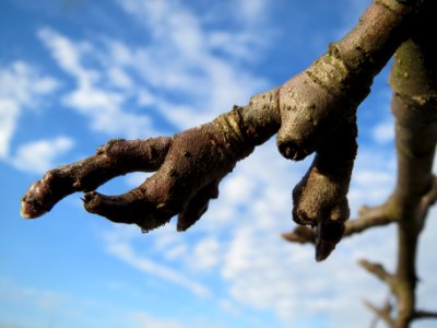 20140204Apfel_Neulussheim4