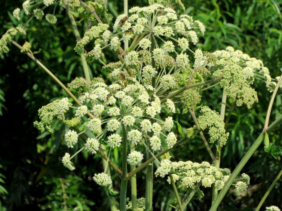 20140724Angelica_sylvestris2
