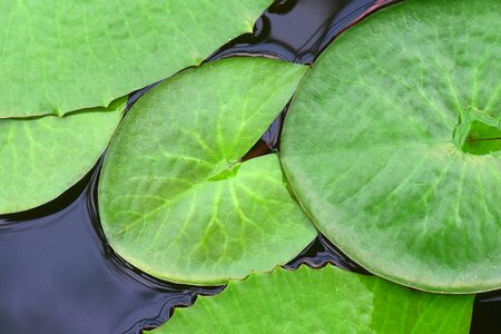 Leaves leaves pond rose green