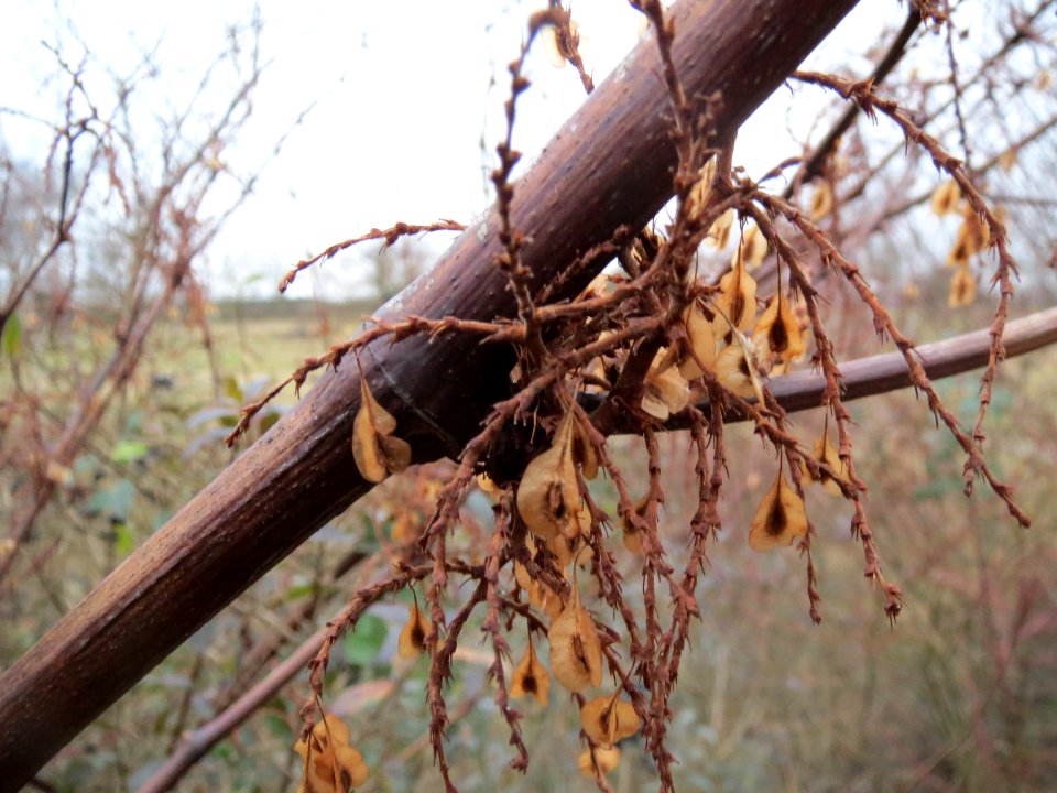 20140203Reynoutria_japonica2