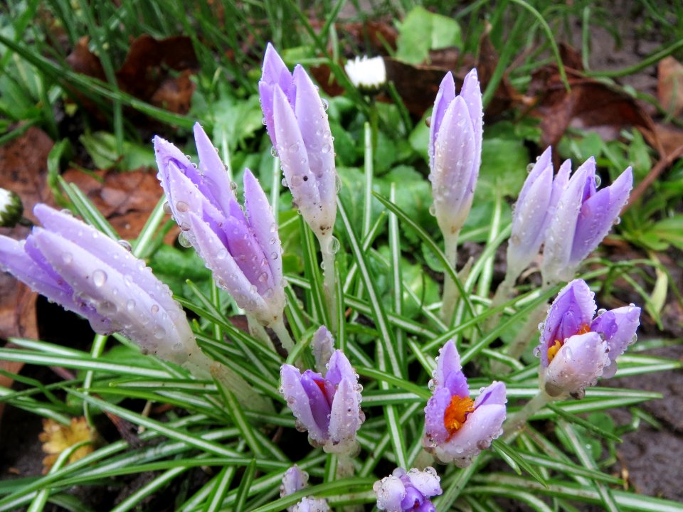 20140213Crocus_tommasinianus1