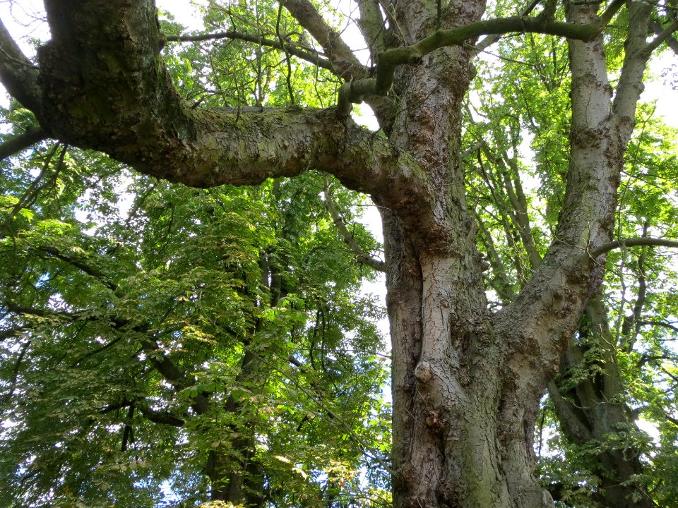 20140614Aesculus_hippocastanum4
