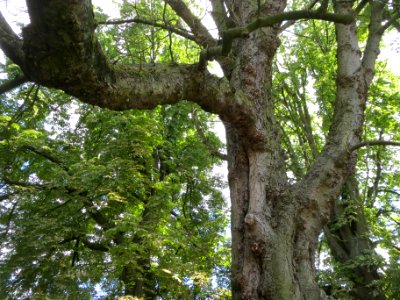 20140614Aesculus_hippocastanum4 photo