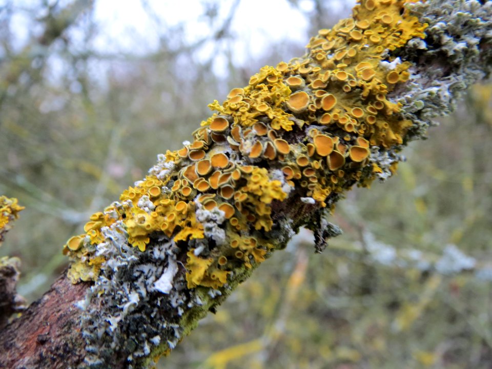 20140203Pfaffenhuetchen3