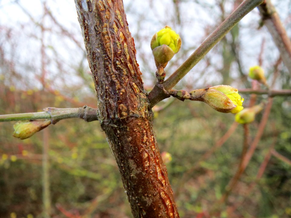 20140216Cornus_mas_Hockenheim3