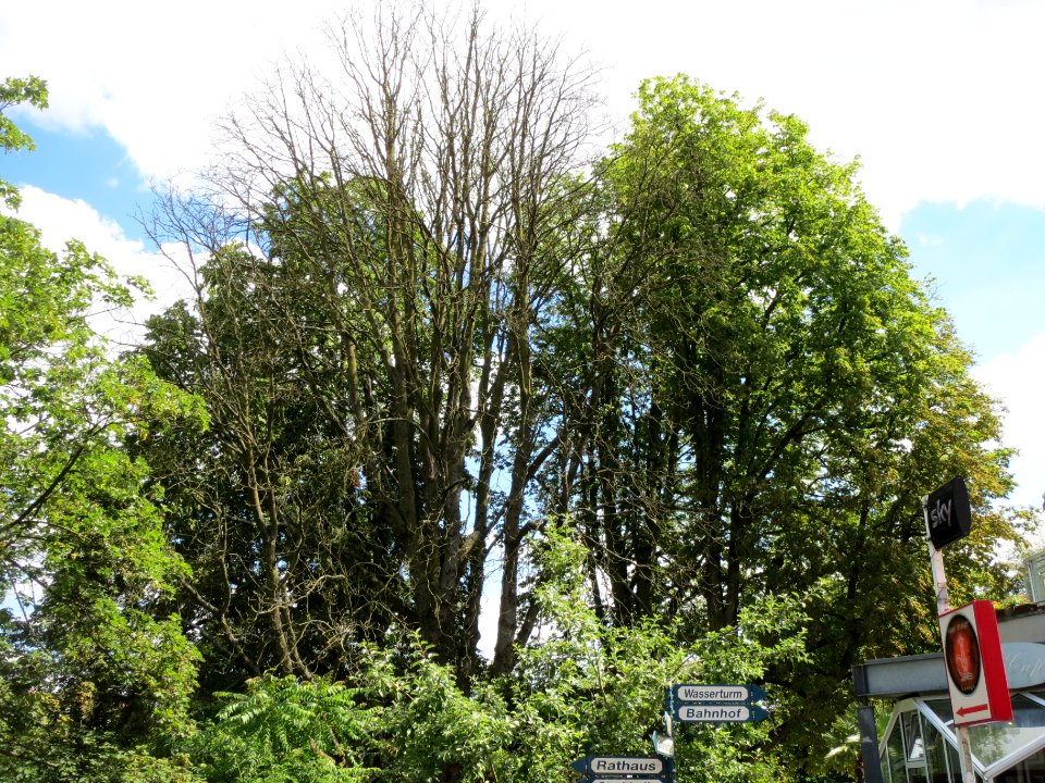 20140614Aesculus_hippocastanum1