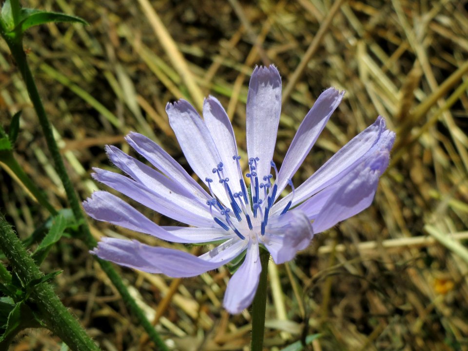 20140723Cichorium_intybus1