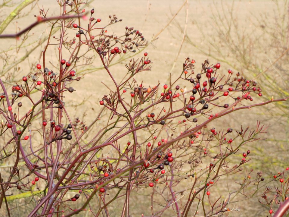 20140130Rosa_multiflora1