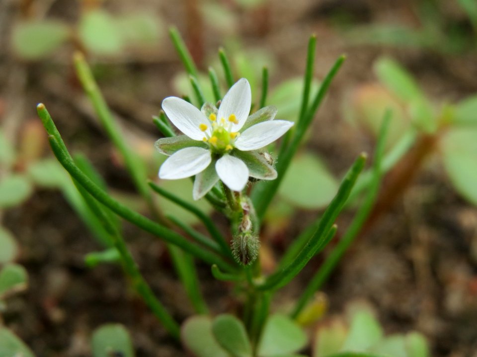 20140722Spergula_arvensis2