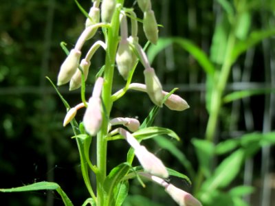 20140614Chamerion_angustifolium