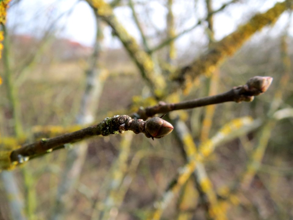 20140130Pfaffenhuetchen2