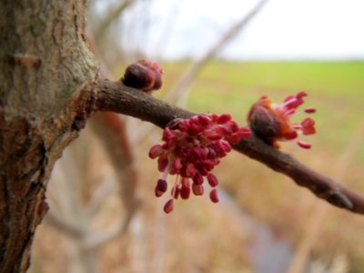 20140214Ulmus_minor3