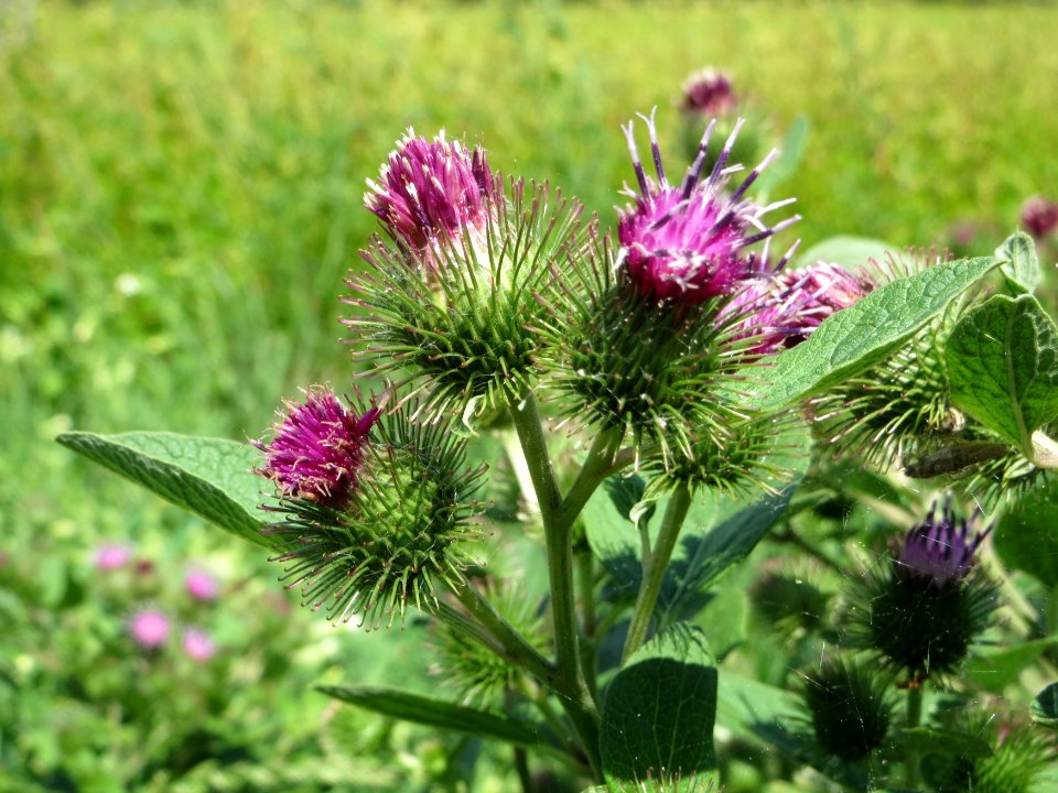 20140723Arctium_lappa2