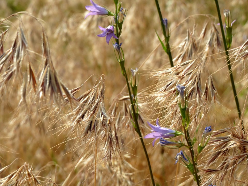 20140616Bromus_tectorum9
