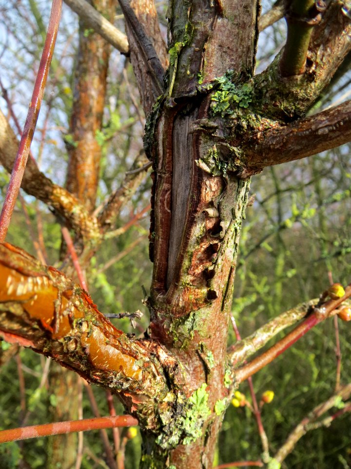 20140216Cornus_mas_Hockenheim4