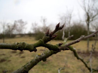 20140203Apfel5