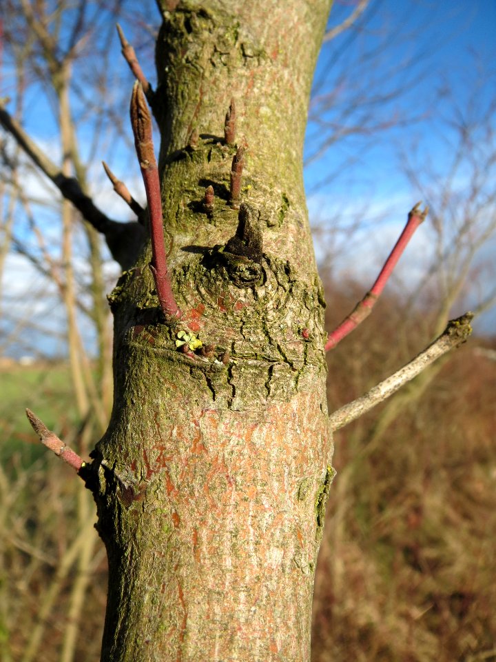 20140216Hartriegel_Neulussheim2