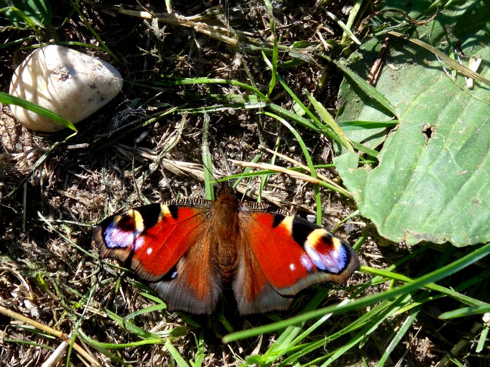 20140723_Dagpauwoog_nabij_natuurreservaat_Tichelgaten
