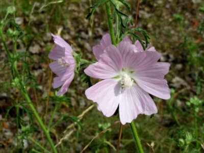 20140613Malva_alcea