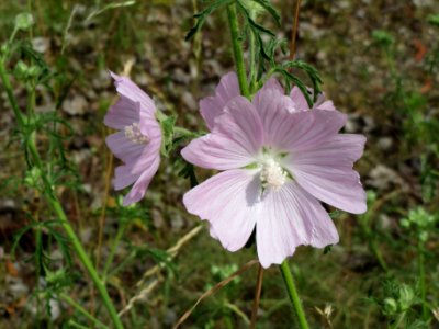 20140613Malva_alcea photo