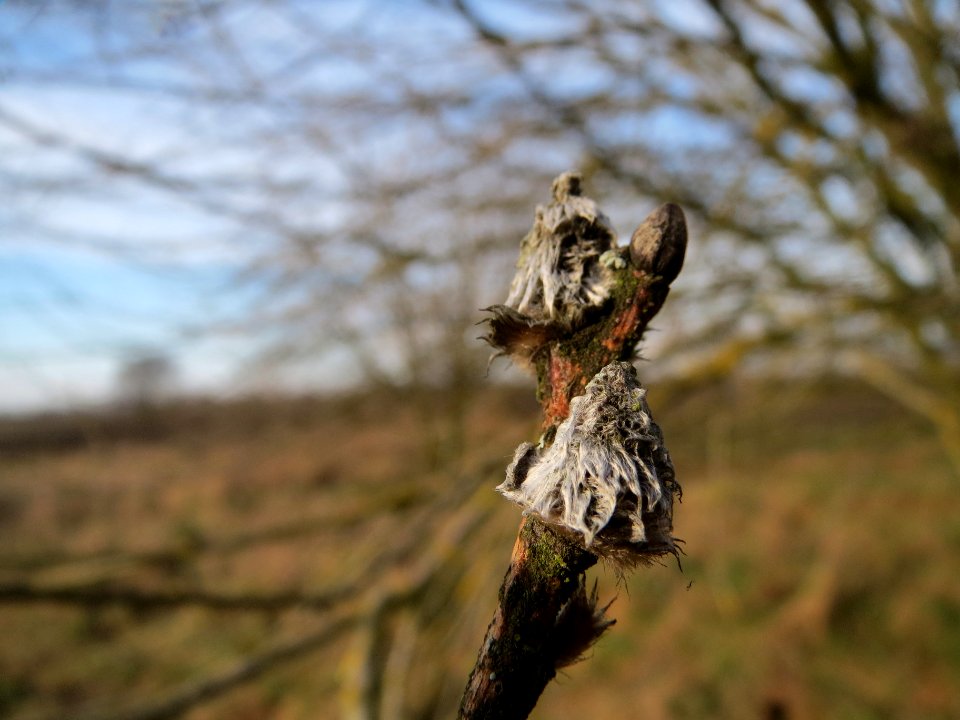 20140202Salix_Neulussheim4
