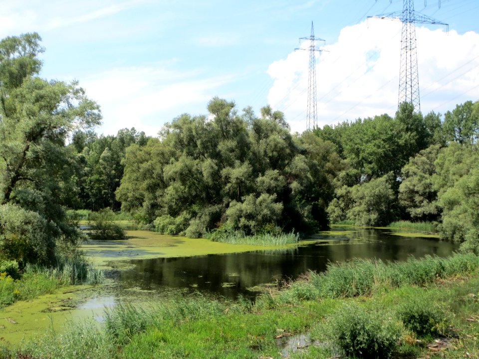 20140723Rheinauen_Philippsburg1