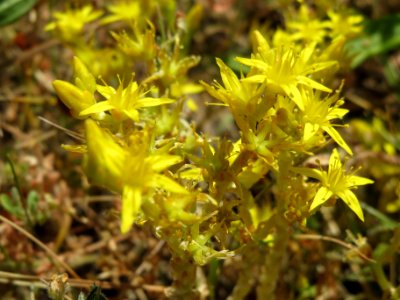 20140613Sedum_acre