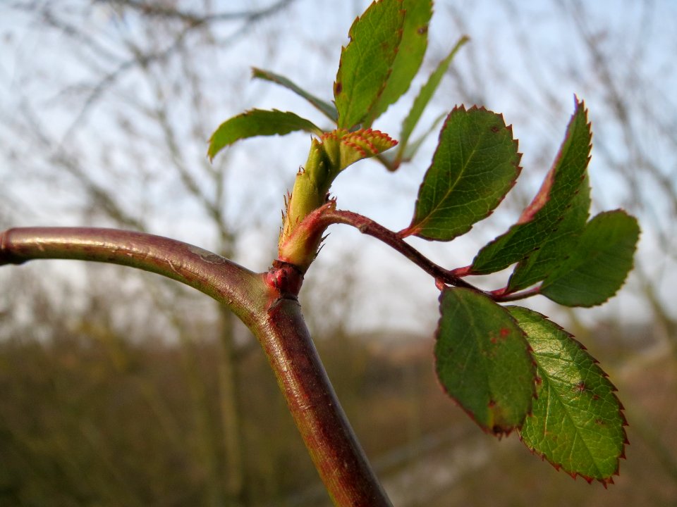 20140130Rosa_multiflora7