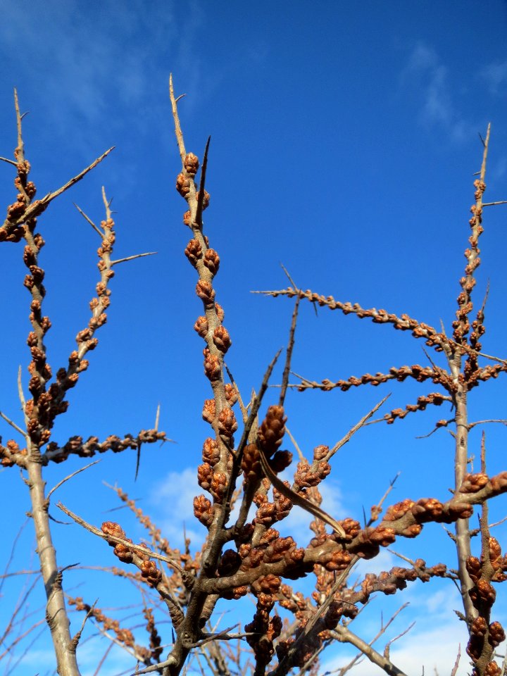 20140216Hippophae_rhamnoides11