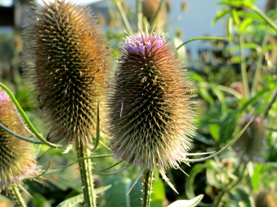 20140723Dipsacus_fullonum2