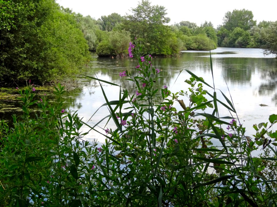 20140723_Natuurreservaat1_Tichelgaten