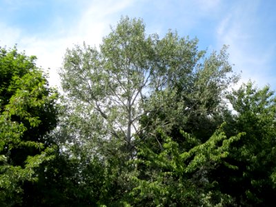 20140613Populus_alba
