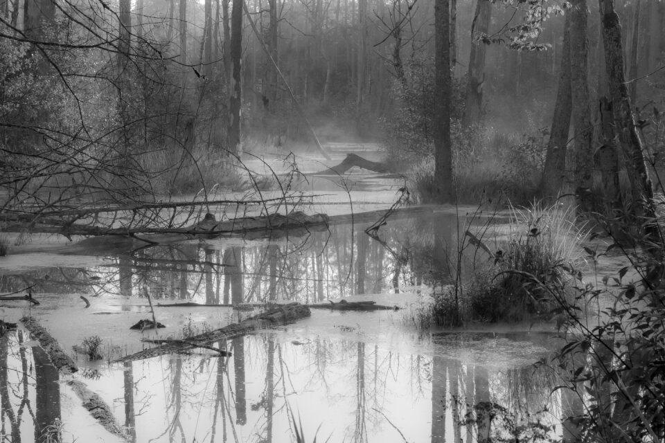 Wetland wilderness nature