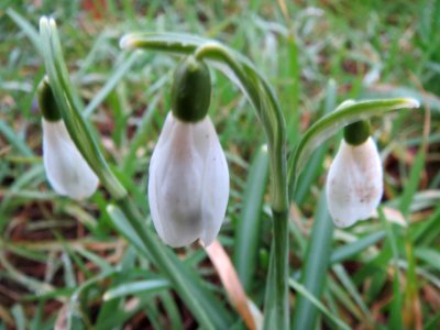 20140215Galanthus_nivalis2