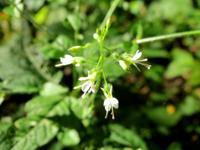20140723Circaea_lutetiana1
