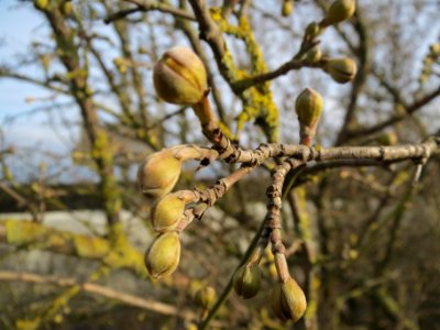 20140202Kornelkirsche_Neulussheim1
