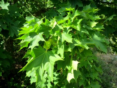 20140613Acer_platanoides